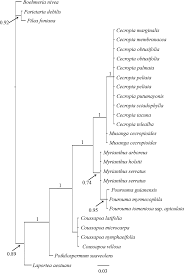 Image result for Musanga leo-errerae