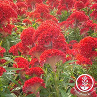 Image result for Celosia elegantissima