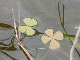 Image result for Marsilea minuta