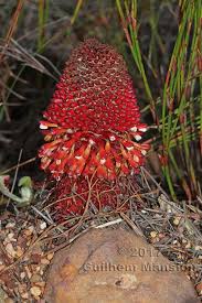 Image result for Balanophoraceae