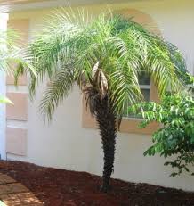 Image result for Pearsonia cajanifolia