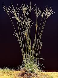 Image result for Digitaria brazzae