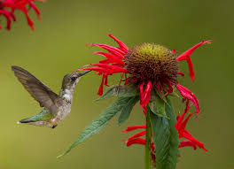 Hang your feeder near a window (but far out of the reach of cats) to be able to enjoy these beautiful little birds. Is It Time Yet When To Hang Your Hummingbird Feeder Travis Audubon