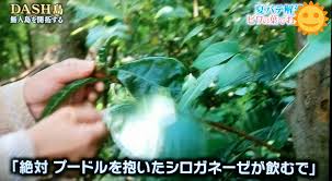 なまけもの On Twitter 城島 ビワの葉っぱでお茶 やと ん ってなるけど Biwacha やったら おっ って 山口 オレそんなのにダマされないけどね 城島 絶対プードル抱いたシロガネーゼが飲むで Tokio 鉄腕dash