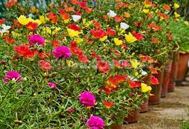  view the item (19) How To Plant And Care For Portulaca Best Landscape Ideas