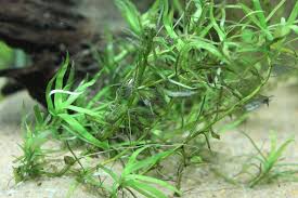 Black Furry Algae In Fish Tank Killing Black Bush Algae Black Beard Algae My Aquarium Club