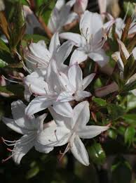 Linia lalique azalée na notino.pl. Azalea Viscosa Sommerduft Sommergrune Azalee Sommerduft Duft Azalee Sommerduft Gunstig Kaufen