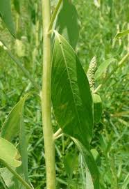 Image result for Sphenocleaceae