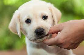 Kann ein tierarzt da etwas tun? Zahnwechsel Beim Hund Zahnlos Milchgebiss Und Dauerhafte Zahne Heyhund Fur Beide Enden Der Leine