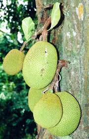 Dagingnya berwarna kuning dan memiliki aroma yang khas (www.alodokter.com). Nangka Definition And Synonyms Of Nangka In The Javanese Dictionary