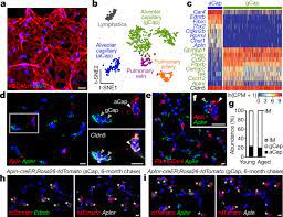 Maybe you would like to learn more about one of these? Capillary Cell Type Specialization In The Alveolus Nature