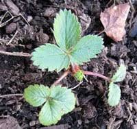 Find tips and resources, locate a certified instructor, and read our newsletter. Square Foot Gardening Strawberries Strawberry Plants Org