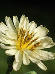 Image result for Lactuca indica