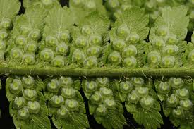 Image result for Dryopteris athamantica