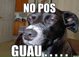 No Pos Guau Funny Dog Pictures Funny Animals Funny Dogs