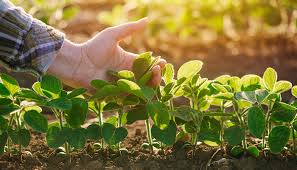 Resultado de imagen para agricultura