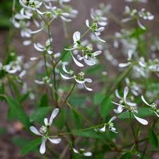 Image result for Euphorbia hypericifolia