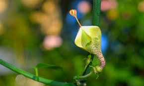 Image result for Ceropegia haygarthii