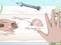 For example, you may need to move the eggs if fish are trying to eat them. How To Breed A Pet Snail 10 Steps With Pictures Wikihow