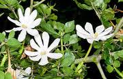 Image result for Gardenia cornuta