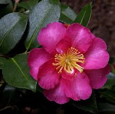 Hiryu Camellia Camellia Flower Garden Japanese Garden