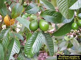 Image result for Psidium guajava