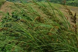Image result for Themeda