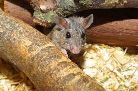 What Do Mice Drink A Look At What Wild And Pet Mice Drink Pet Mice Blog Co Uk