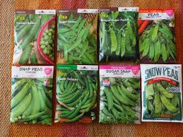 Nitrogen for peas and beans. Growing Peas Can Be A Fun Gardening Activity To Share With Children 27 East