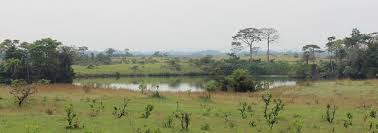 Image result for Crateranthus congolensis