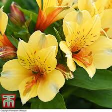 Priorswood clematis have a beautiful variety of spring flowering plants, such as clematis alpina and montana that can grow in the most surprising of habitats. Alstroemeria Spring Valley Summer Paradise Series Thompson Morgan