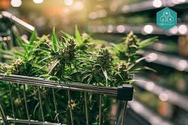 Buy Wholesale CBD Flowers: Quality and Best Prices
