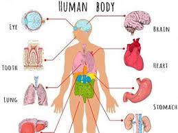 The head and the trunk play a major role in protecting crucial internal organs. Organs Of The Body And What Affects Them Welcome To Nurse Frank Health Blog