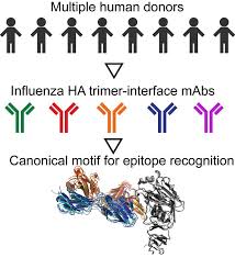 Suivez l'évolution de l'épidémie de coronavirus / covid19 dans le monde. Jci Canonical Features Of Human Antibodies Recognizing The Influenza Hemagglutinin Trimer Interface