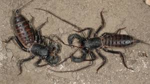 Paul maker / university of california, riverside). Why Is A Scorpion Considered An Arachnid Quora