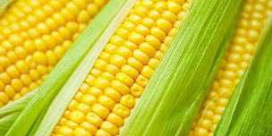 Family Day & Corn Roast