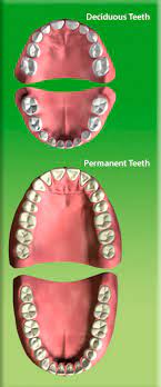 Family S Campus Children Aged 7 Or Above Knowing Your Teeth How Many Teeth Do You Have