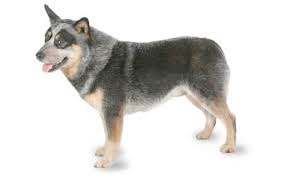 What is a husky australian shepherd mix called? Australian Cattle Dog Breed Information Pictures Characteristics Facts Dogtime