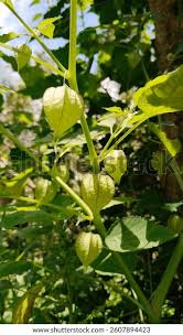 Image result for Physalis angulata