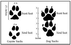 How To Identify Coyote Tracks Wildlife Land Trust