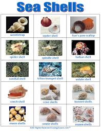 Sea Shells Chart Www Loving2learn Com Sea Shells Types Of