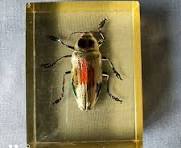 VINTAGE SCARABEE INSECTE DANS DE LA RESINE CABINET DE CURIOSITES PRESSE  PAPIER | eBay