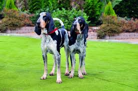 Image result for malý modrý gaskoňský honič