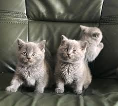 Blue lilac british shorthair cat. Gccf Kittens Blue Lilac British Shorthair Cats Classified Items