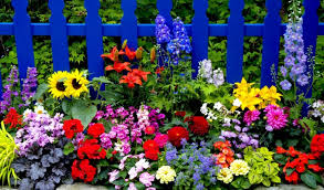 Nichts holt mehr den sommer in unsere stadtwohnung, als ein farbenfroher strauß sommerblumen. Sommerblumen Welche Die Hitze Besonders Gut Uberstehen Konnen