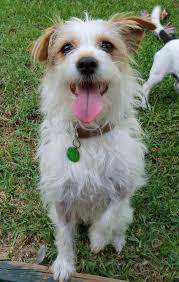 36 Awesome Wire Haired Jack Russell Images Wire Fox Terrier Jack Russell Terrier Fox Terrier