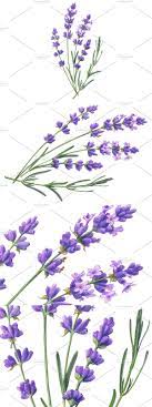 Lavender Pencil Illustration Pencil Illustration Illustration Lavender Flowers