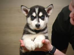 Hi, i have 5 beautiful husky puppies for sale from a litter of 6 (one of the pupps will stay with us) 3 boys and 2 girls. Siberian Husky Puppies Petland Iowa City