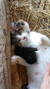 Cat Mama And Kids Sevimli Kediler Kedi Cats