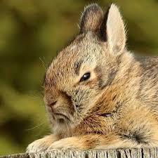 Bunny Does Not Approve Grumpy Bunny Bunny Rescue Rabbit Pictures